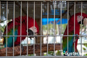 Macaws