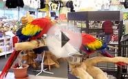 Best of the Best Bird Store on the East Coast