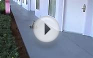 Ducks check into hotel - unusual family at pop century