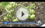 Local hotel grows their own produce